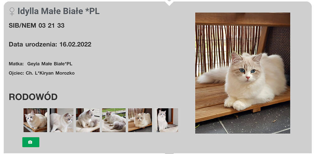 Rodowód kota rasowego na stronie internetowej hodowli kotów rasowych